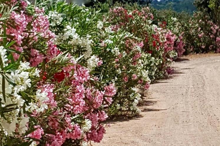 فندق U Farniente بونيفَسْيو المظهر الخارجي الصورة